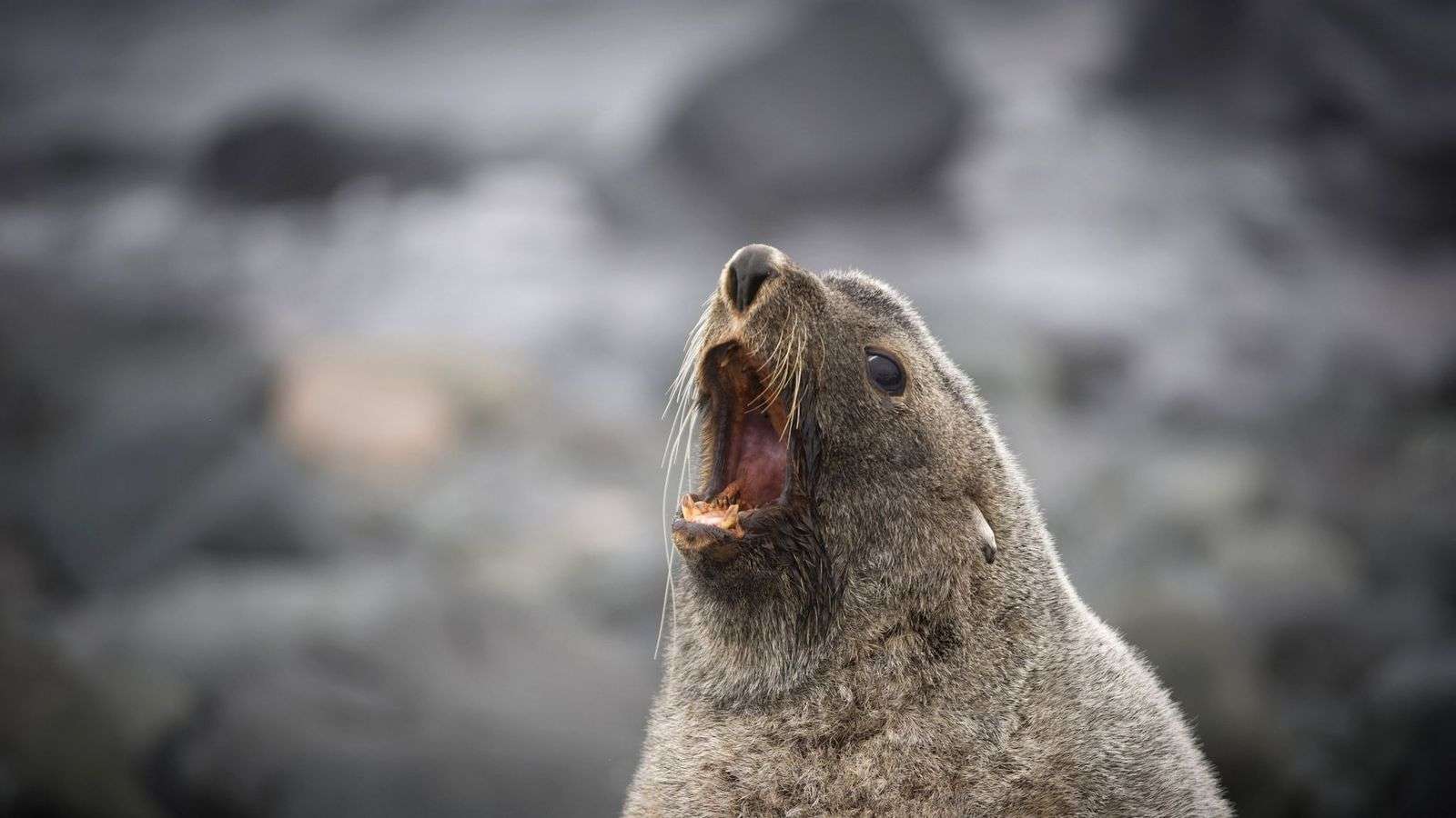 Are Seals Aggressive