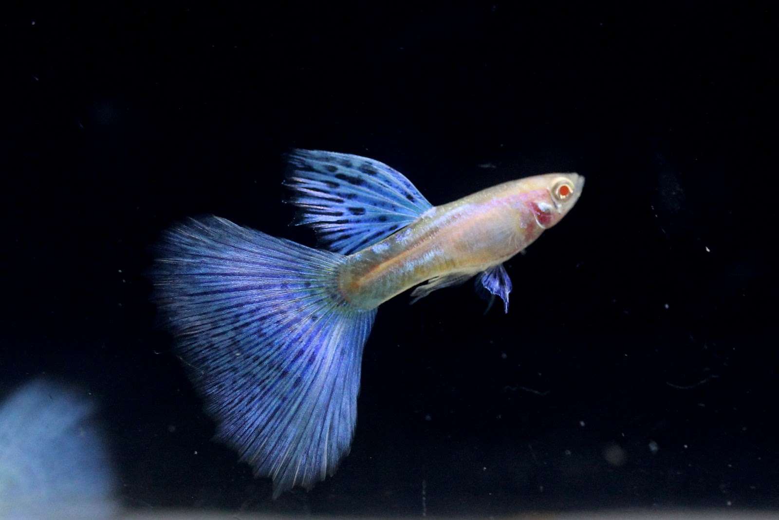How To Stop Guppies From Breeding
