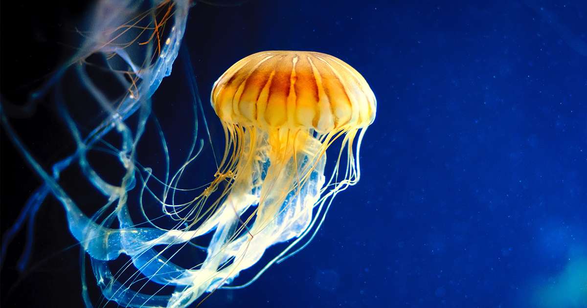 What Is The Most Poisonous Jellyfish