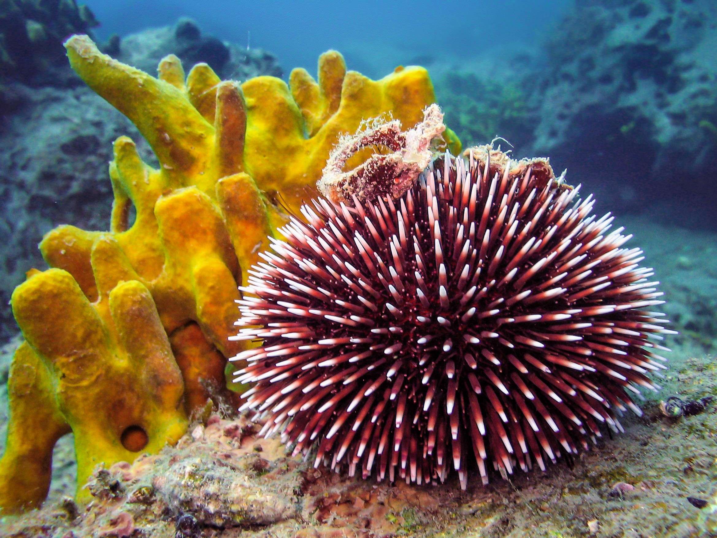 Do Sea Urchins Have Brains
