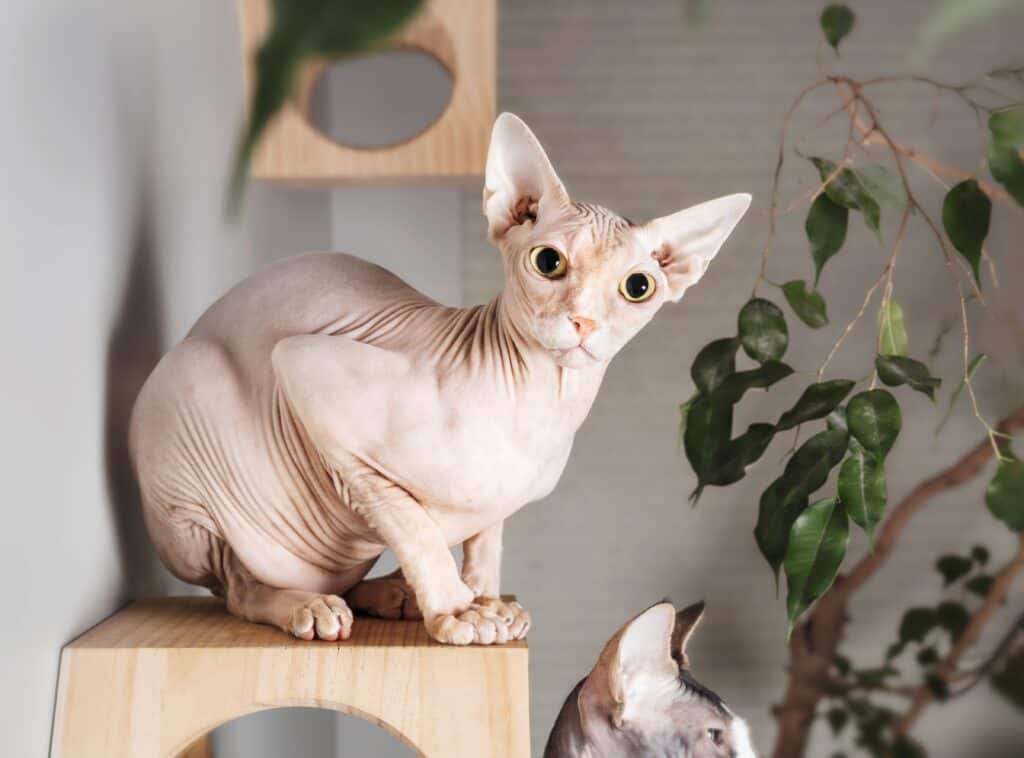 Why Are Sphynx Cats Hairless