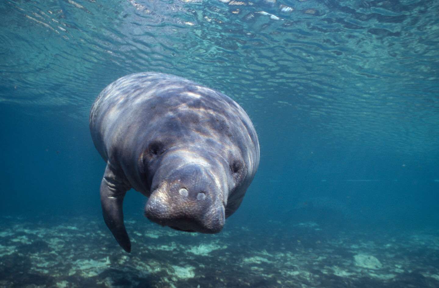 Are Manatees Friendly