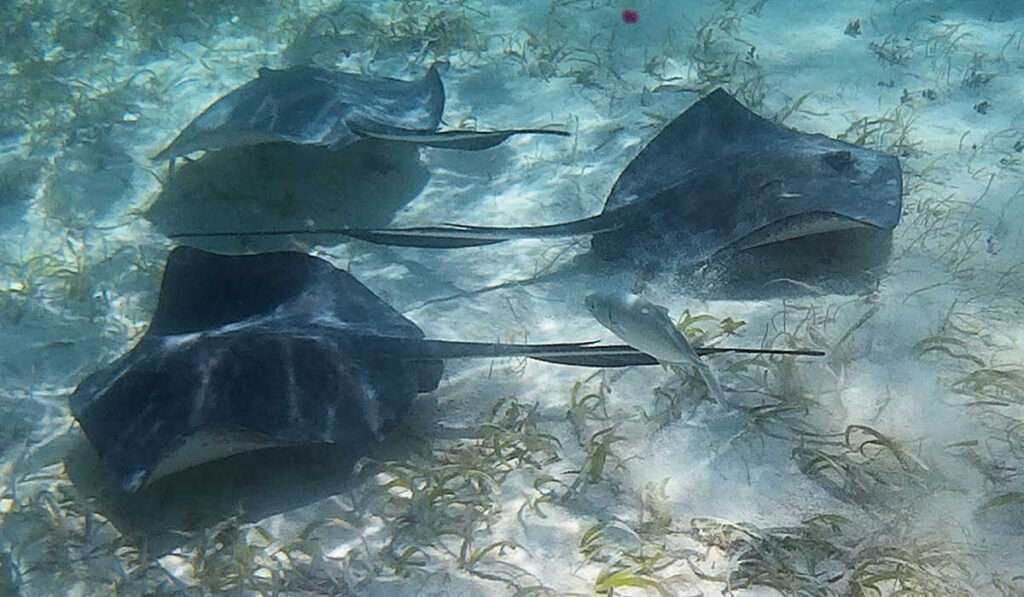 Are There Stingrays In Hawaii
