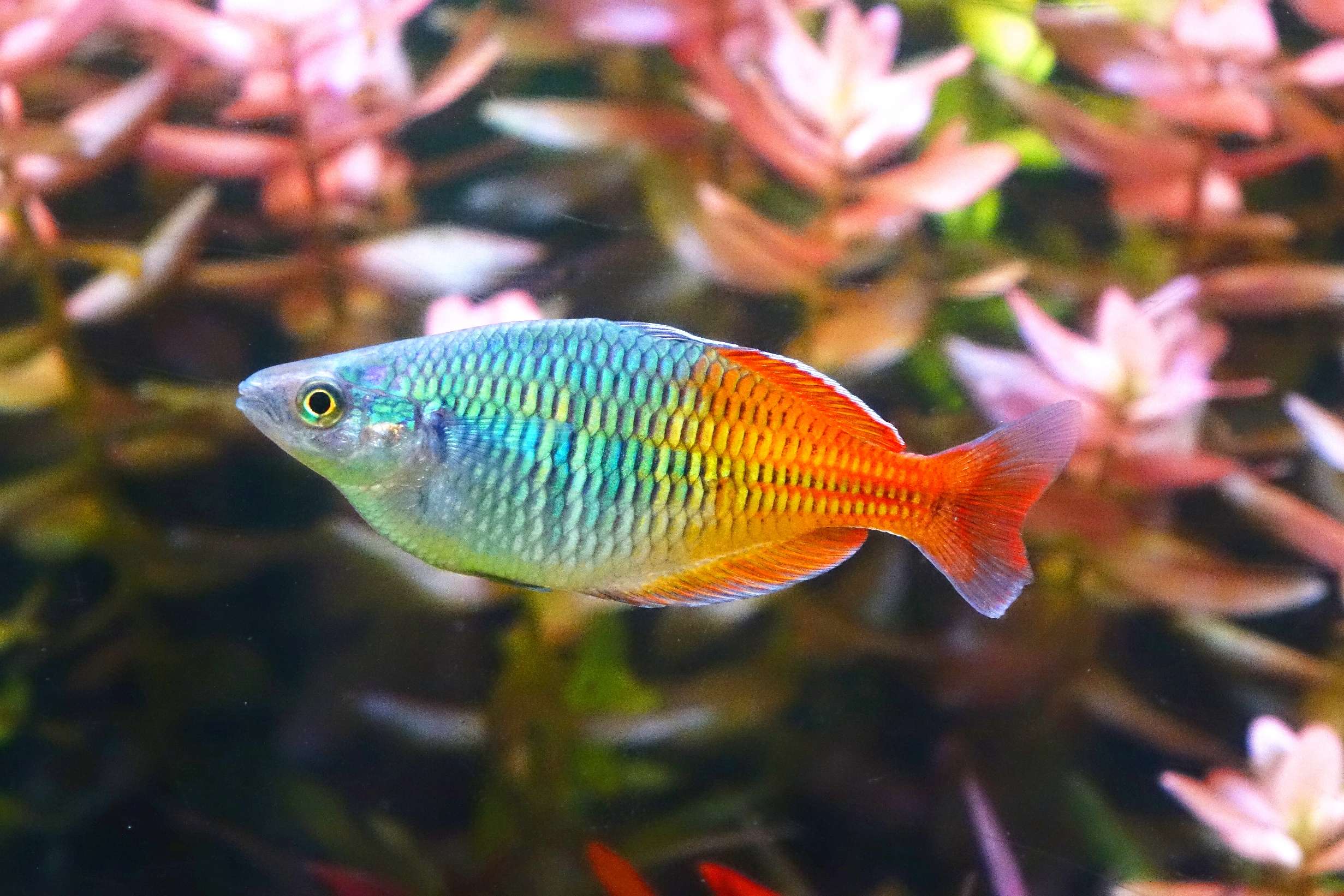 How Long Do Rainbow Fish Live
