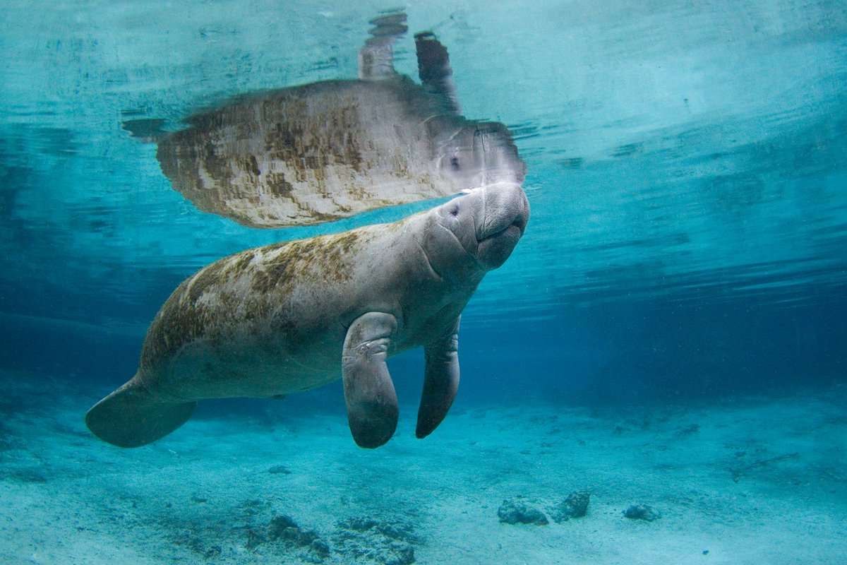 How Big Are Manatees