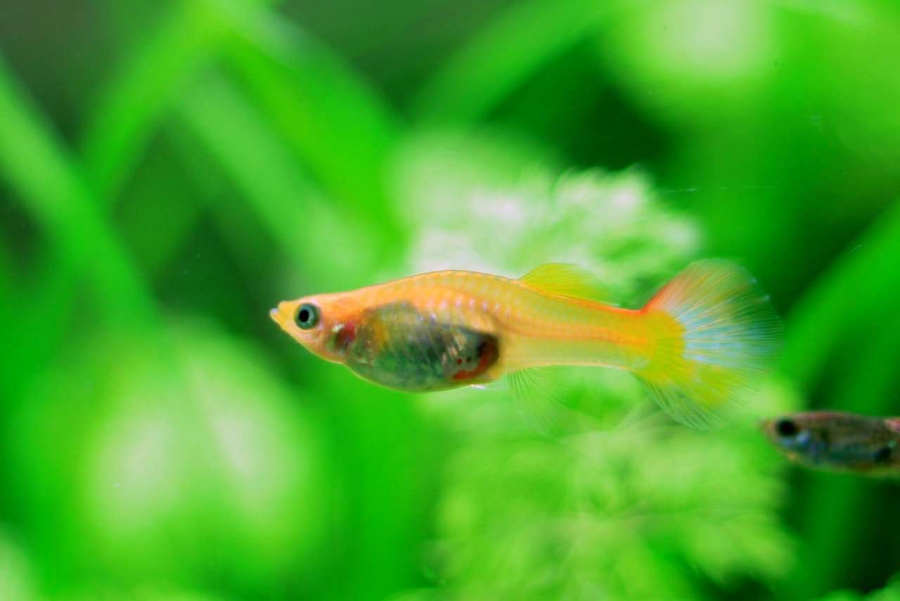 How Long Is Guppy Pregnancy

