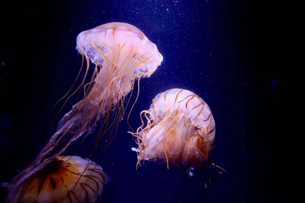 Do Jellyfish Eat Shrimp