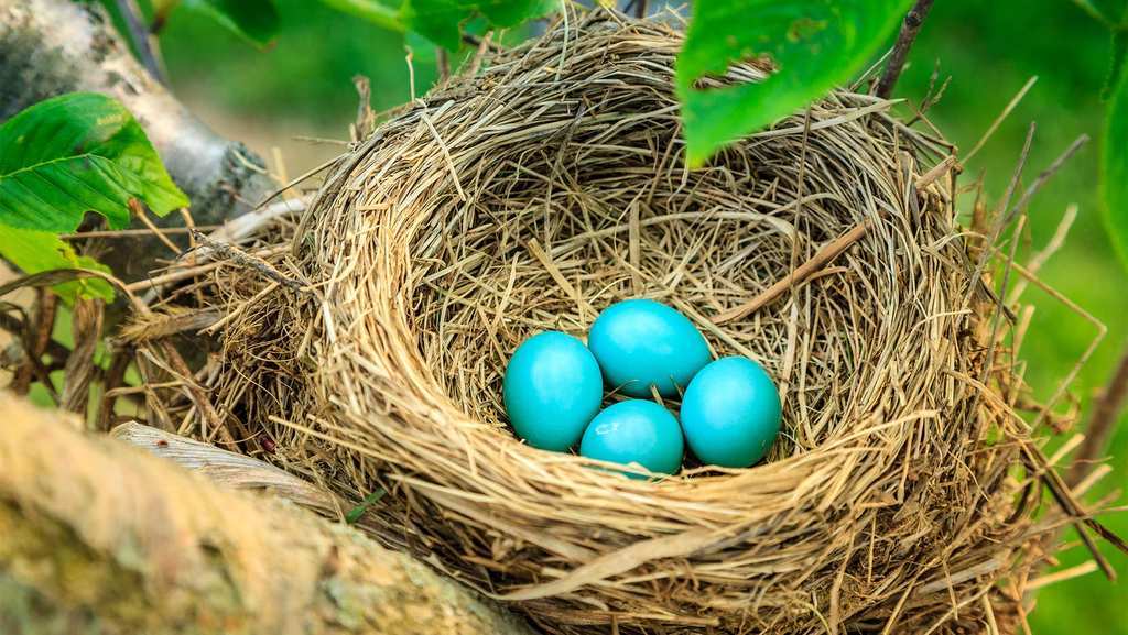 What Small Bird Lays Blue Eggs 