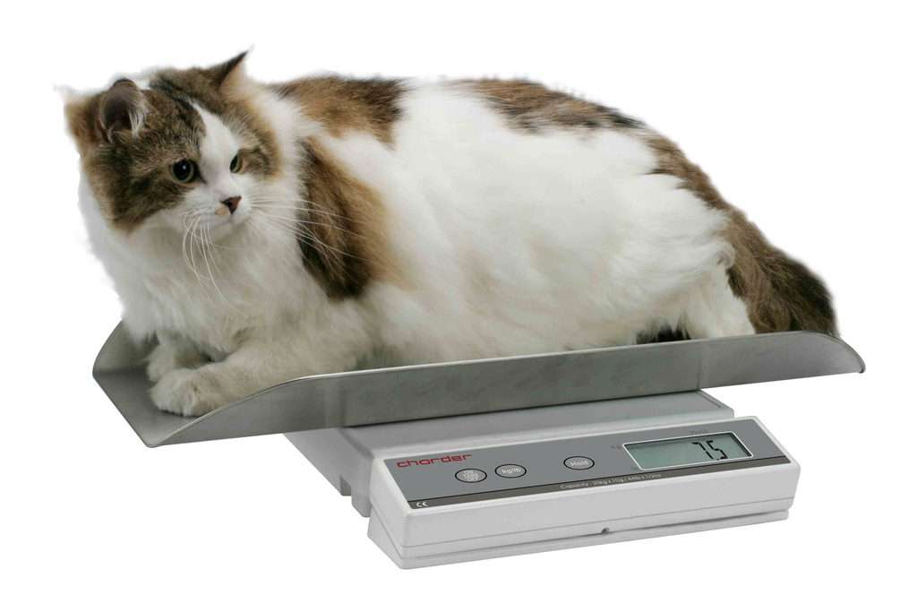 How Much Does A Cat Weigh