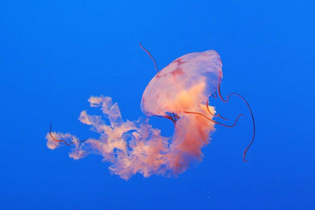 Do Jellyfish Change Colors