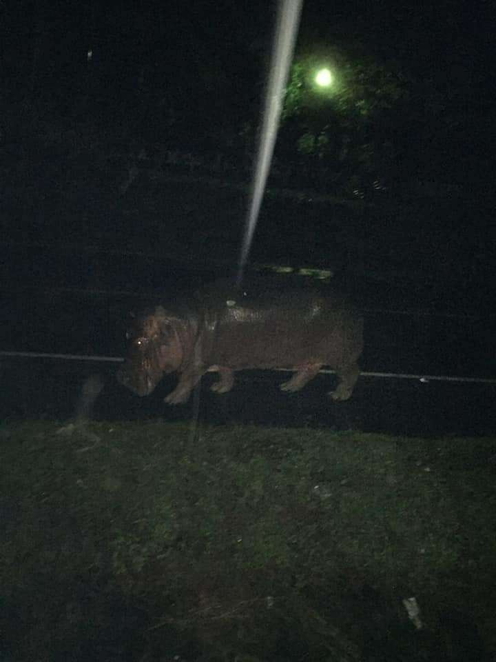 Hipopótamo Honduras