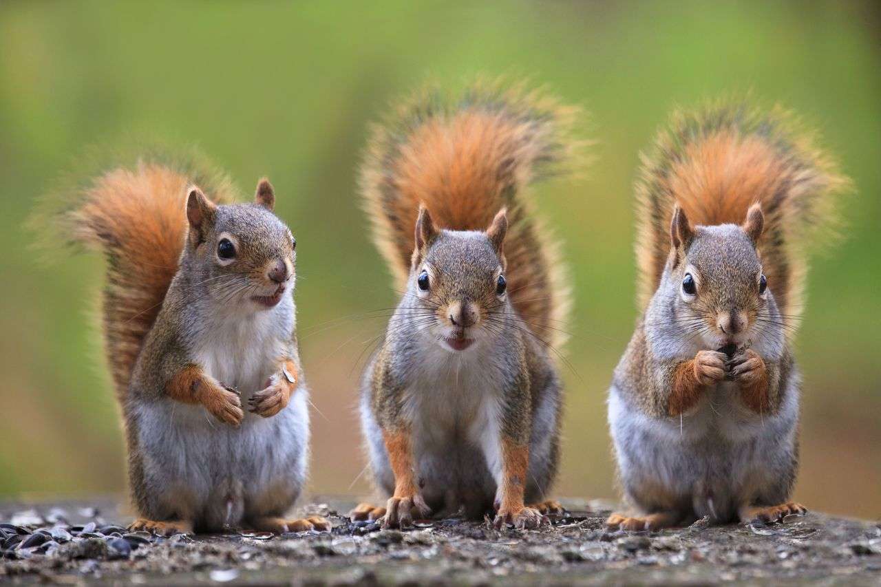 How Many Squirrels In A Litter