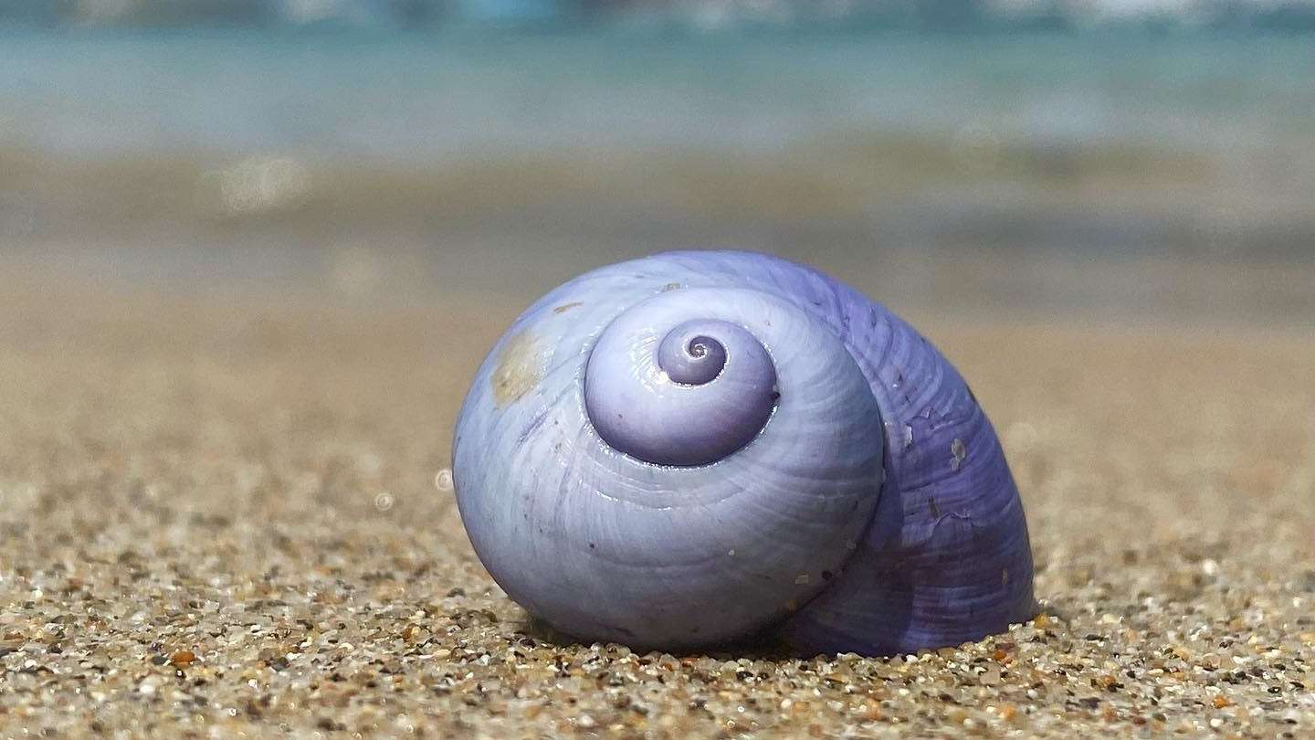 How Long Do Sea Snails Live