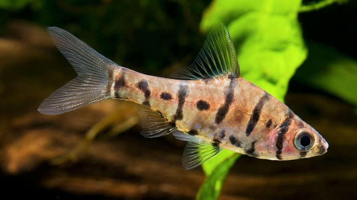 Stickleback Fish Isolation And Adaptation