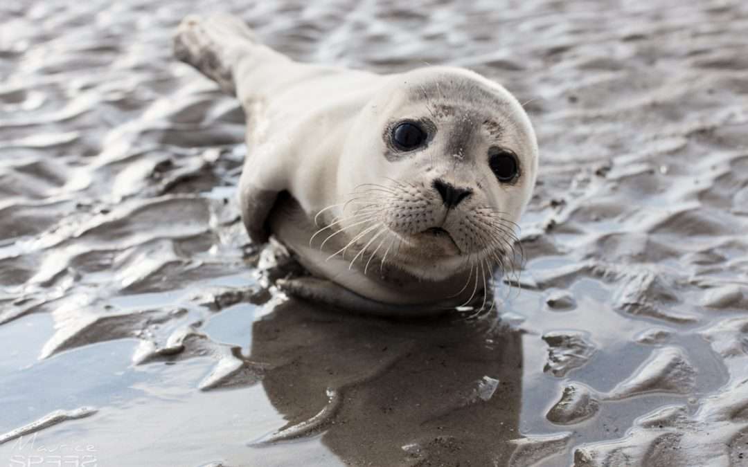 How Long Can A Seal Hold Its Breath