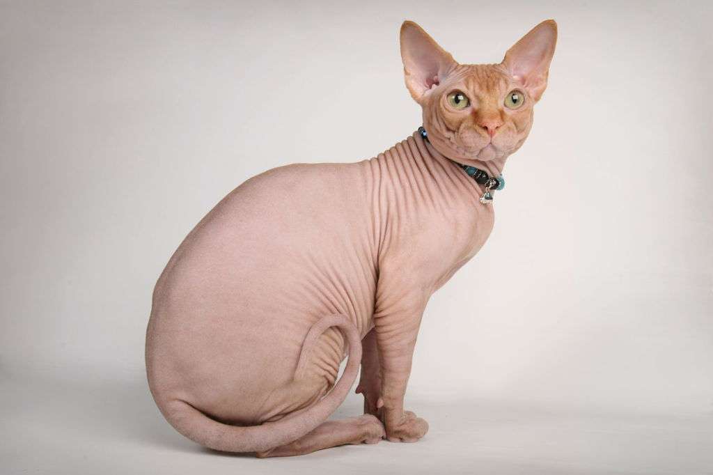 How Much Does A Sphynx Cat Cost