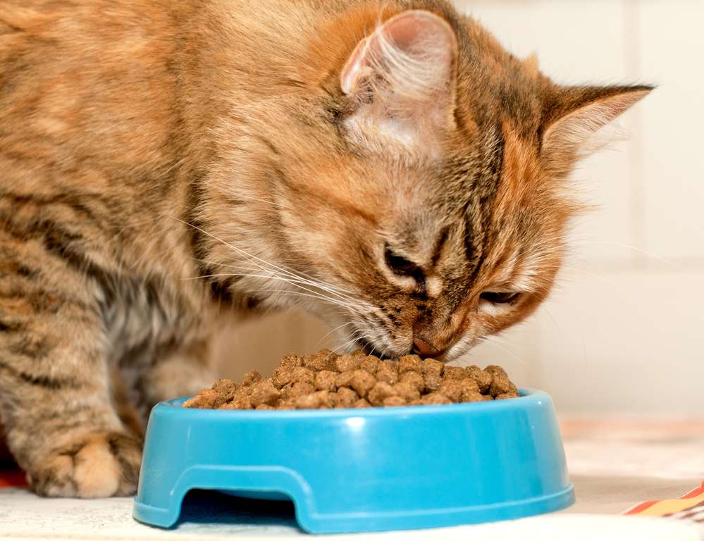 How To Get My Cat To Eat Dry Food 