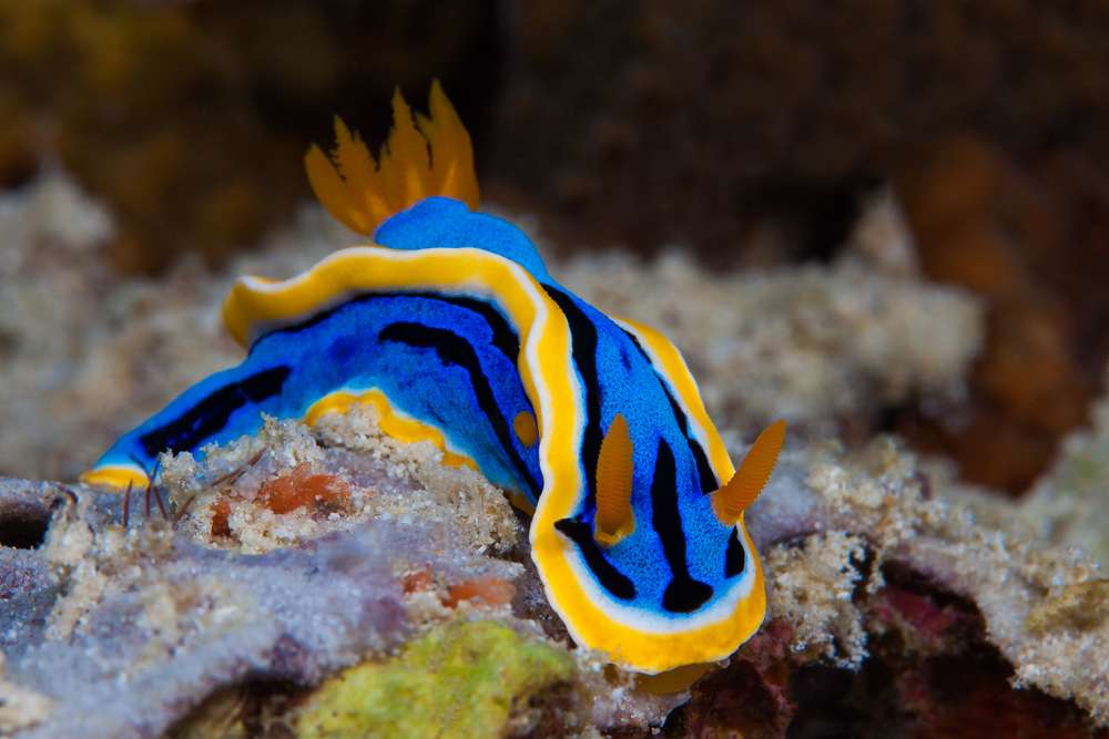 What Do Nudibranchs Eat