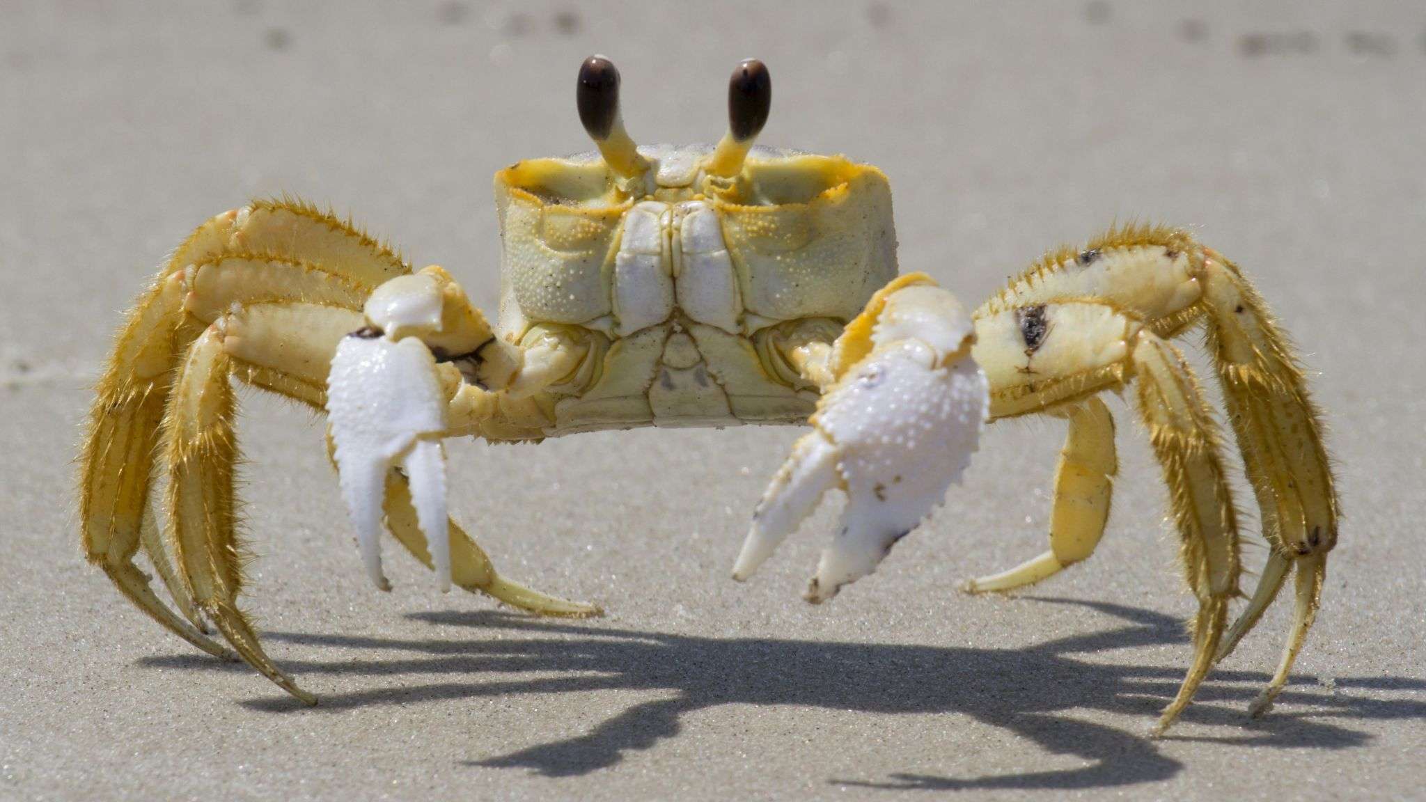 How Many Different Types Of Crabs Are There
