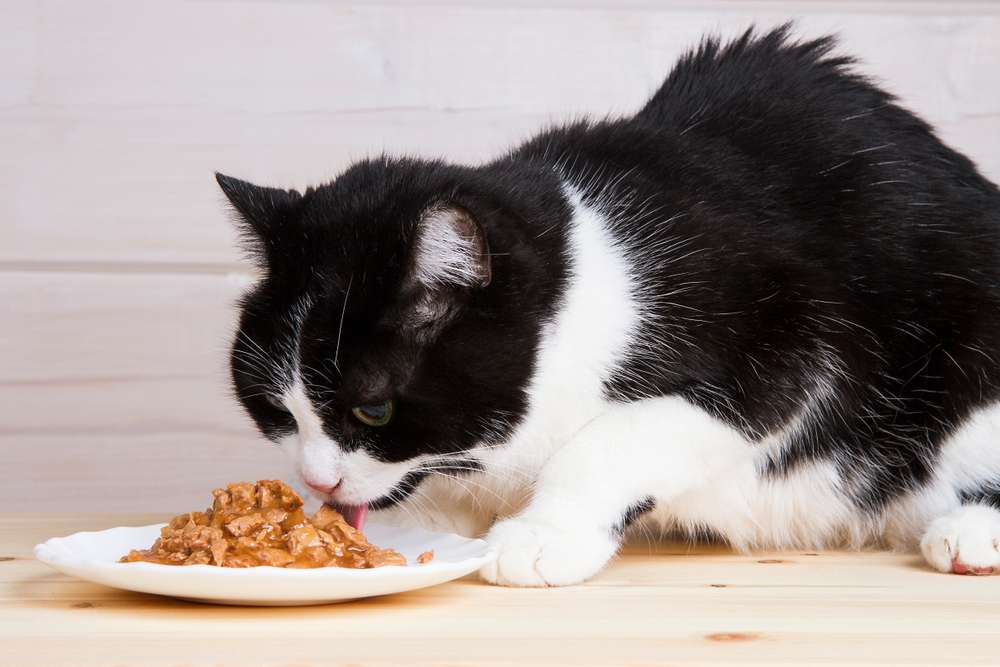 Why Do Cats Scratch Around Their Food 