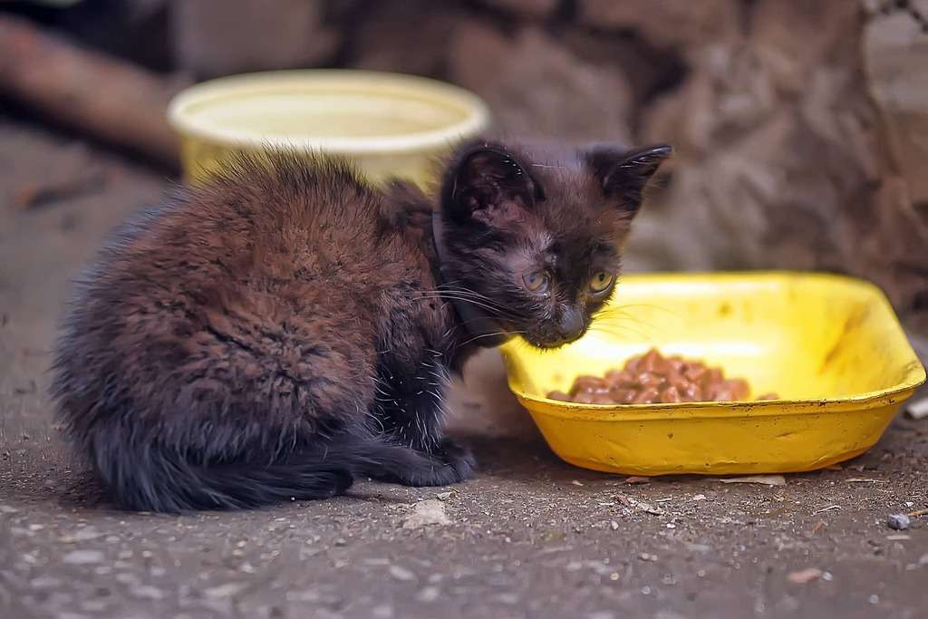 What To Feed A Stray Cat Without Cat Food