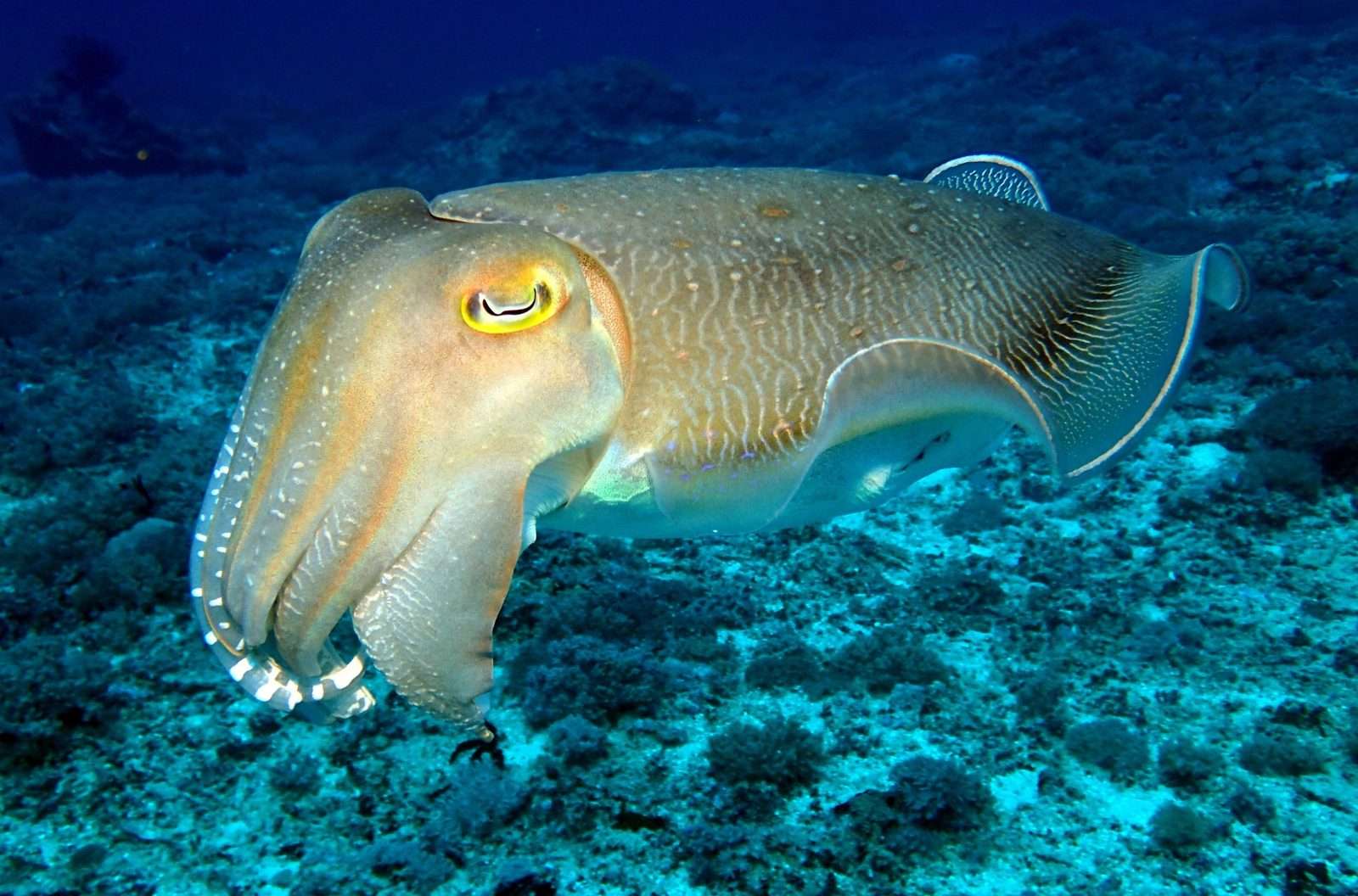 How Do Cuttlefish Change Color