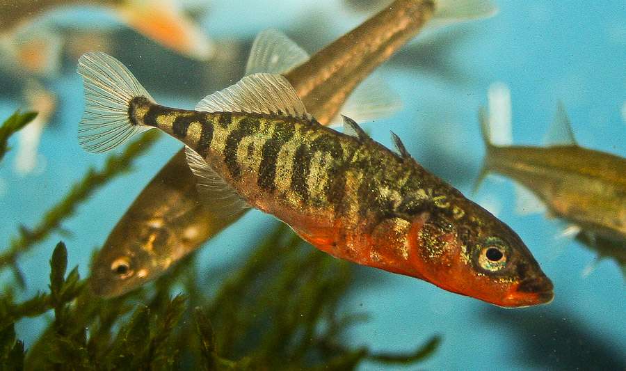 Stickleback Fish Isolation And Adaptation