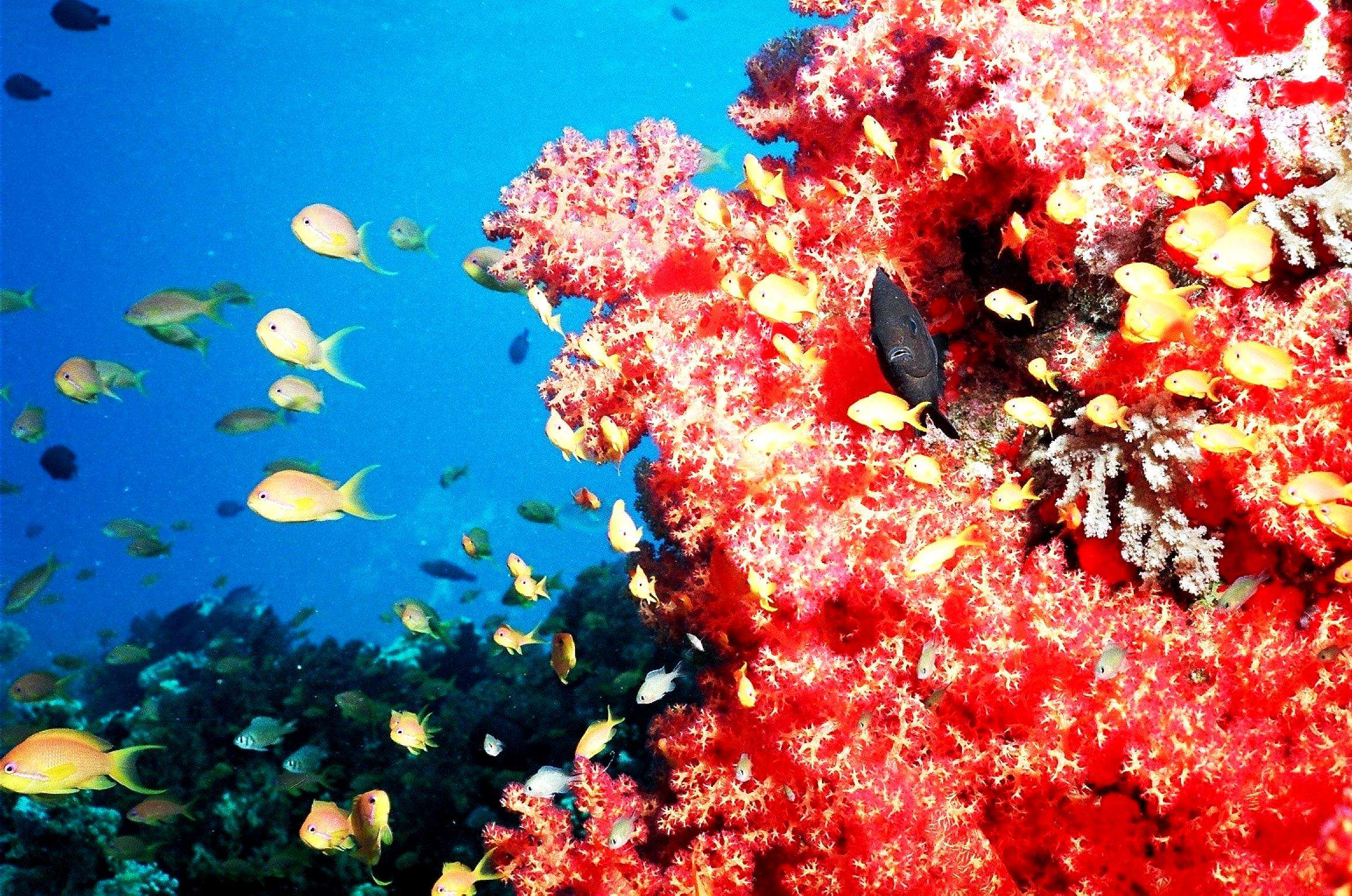 Are There Coral Reefs In The Mediterranean Sea

