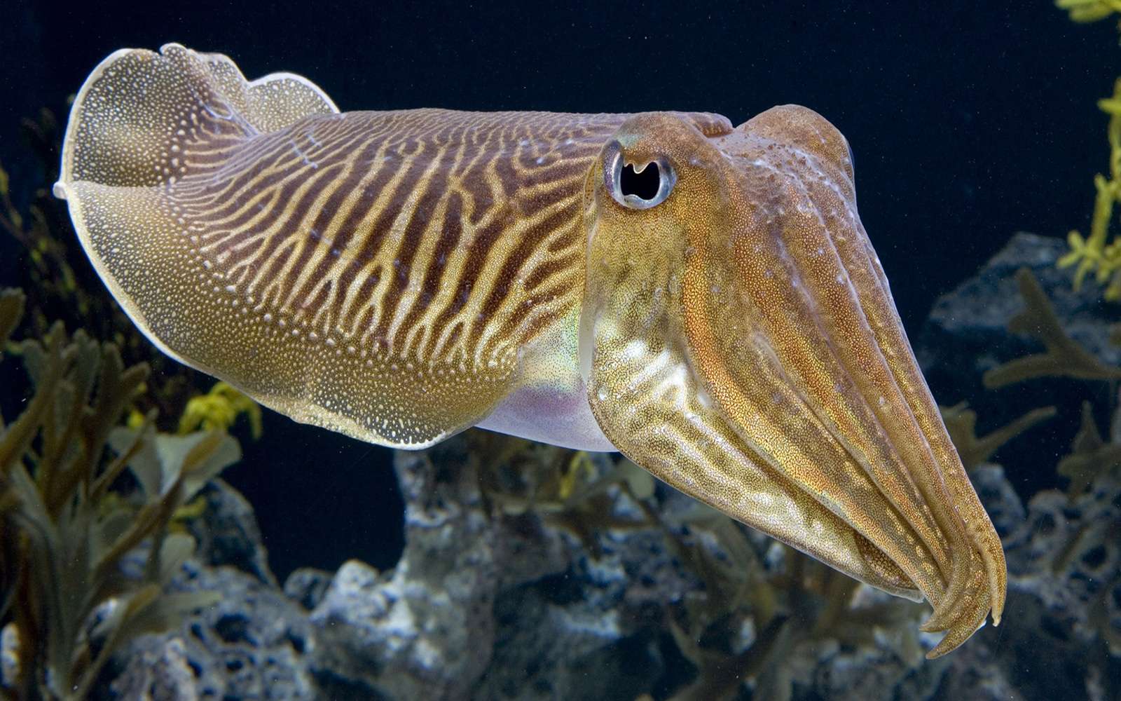What Do Cuttlefish Eat