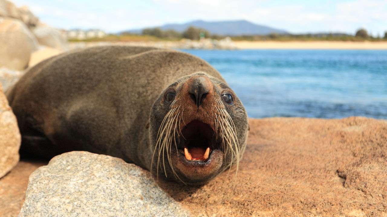 Do Seals Drink Salt Water