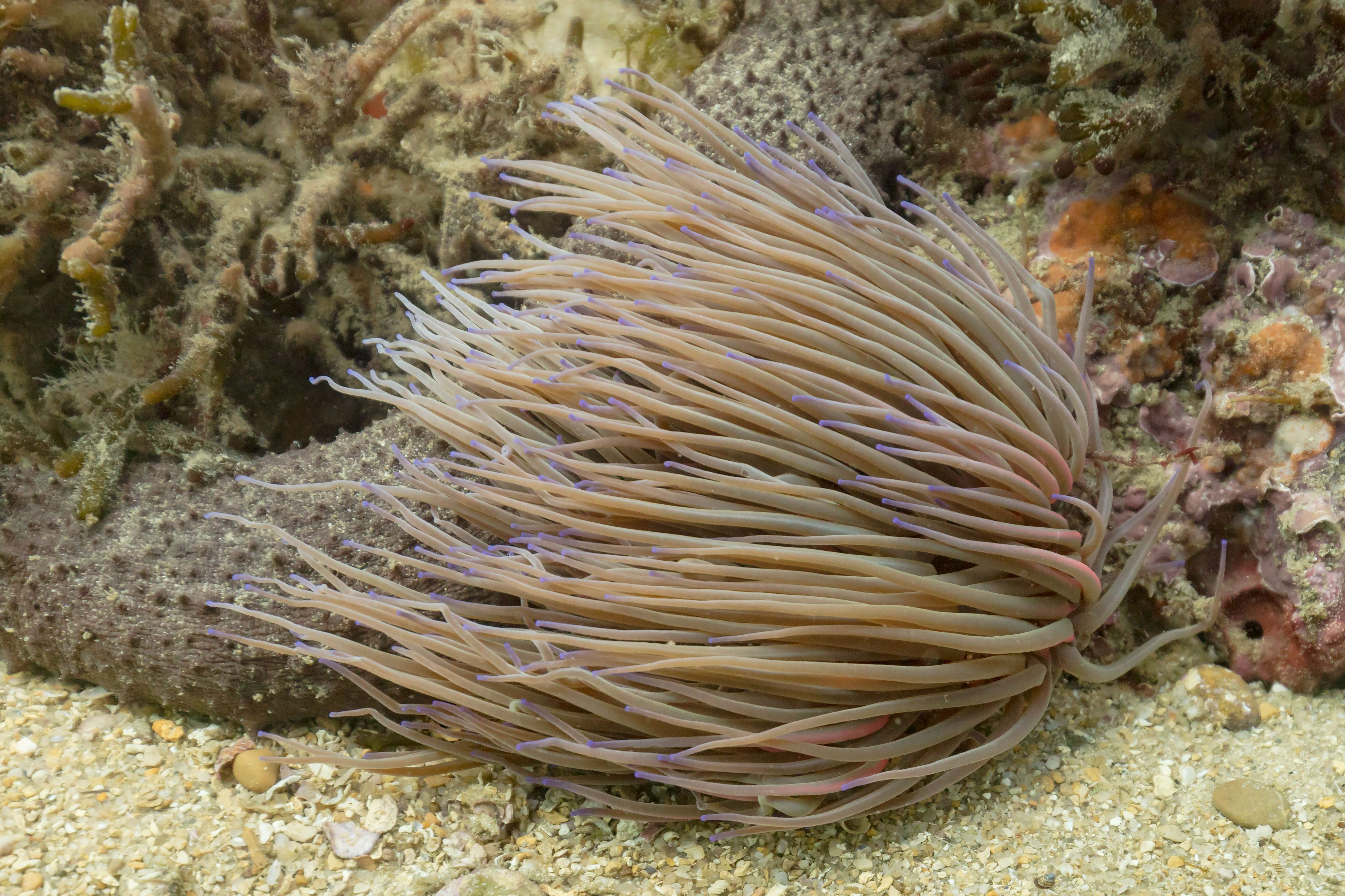 How Does A Sea Anemone Feed
