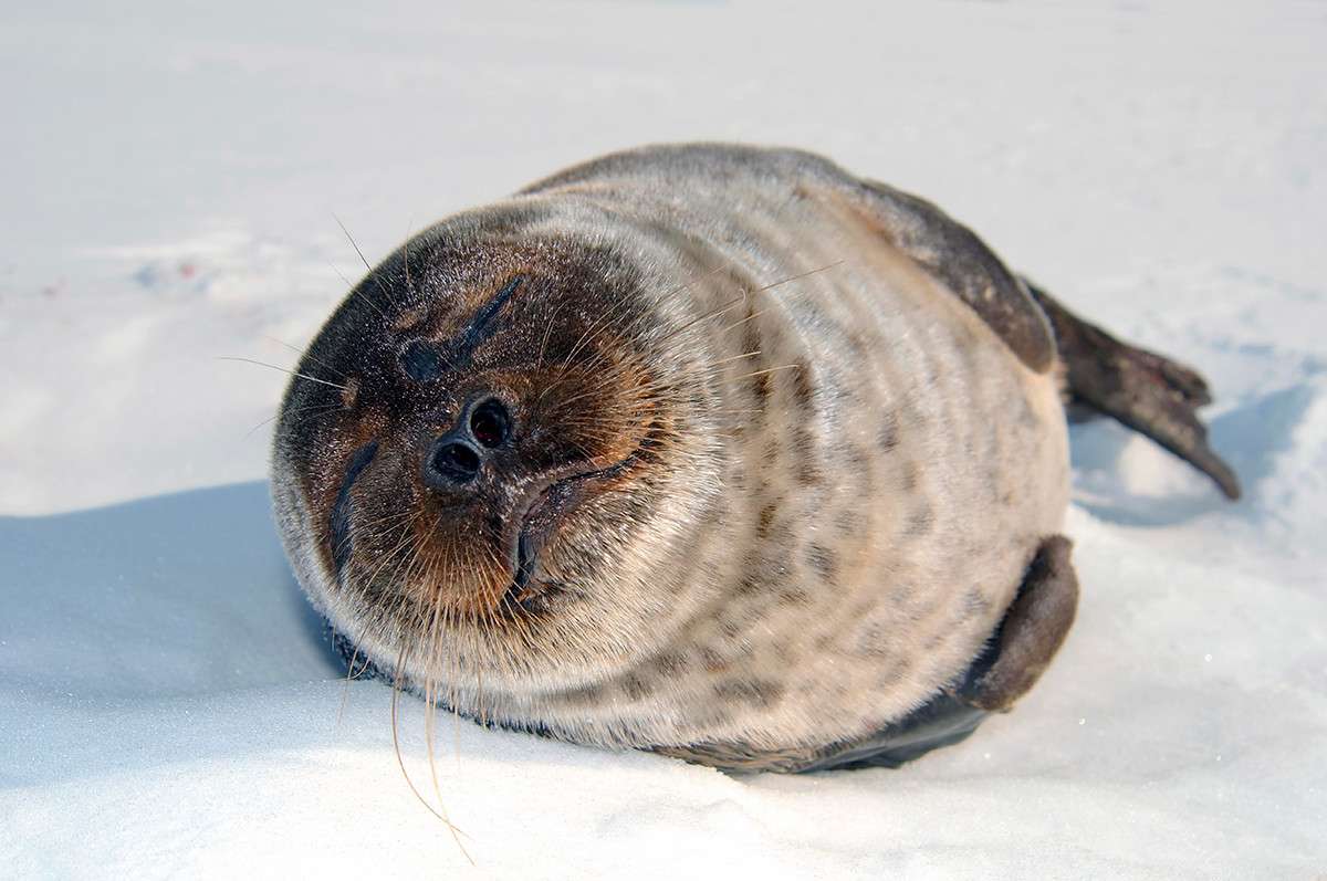 What Color Are Seals