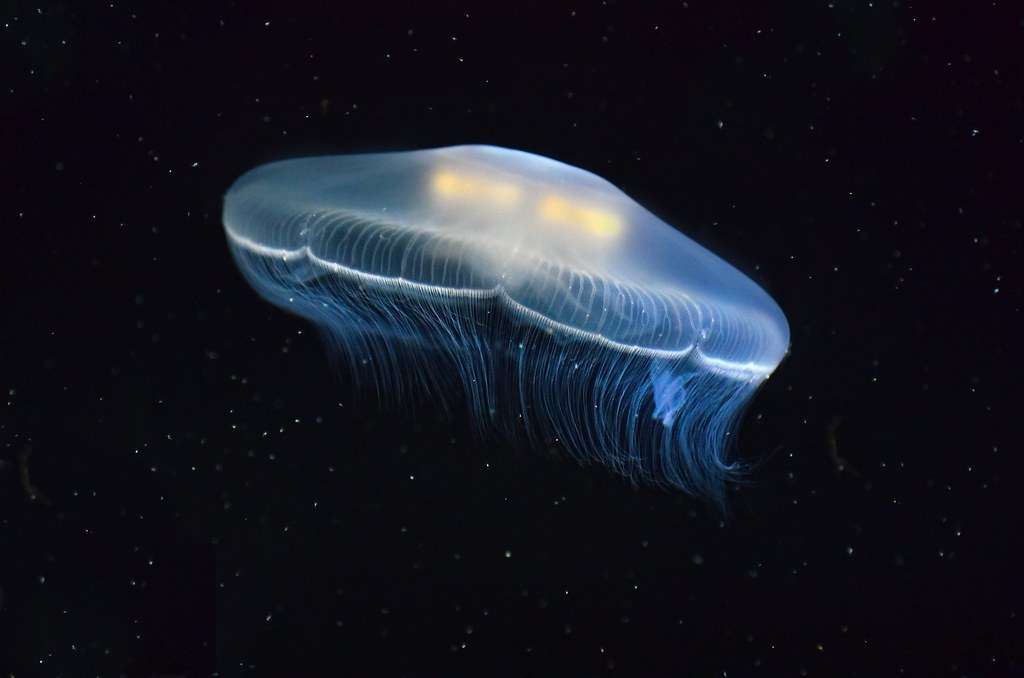 What Did Jellyfish Evolve From
