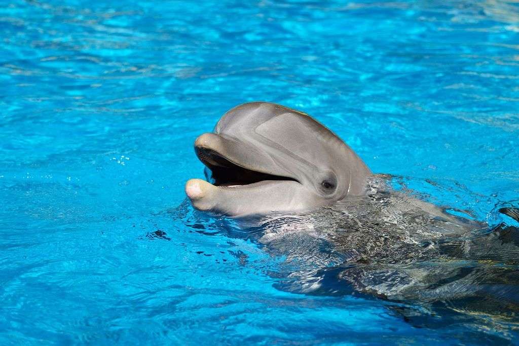 How Do Dolphins Hear