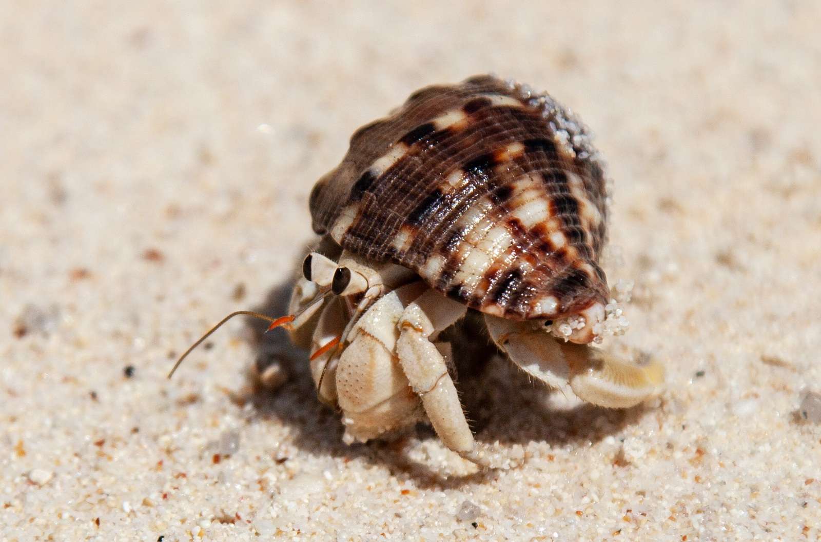 What Temp Do Hermit Crabs Need