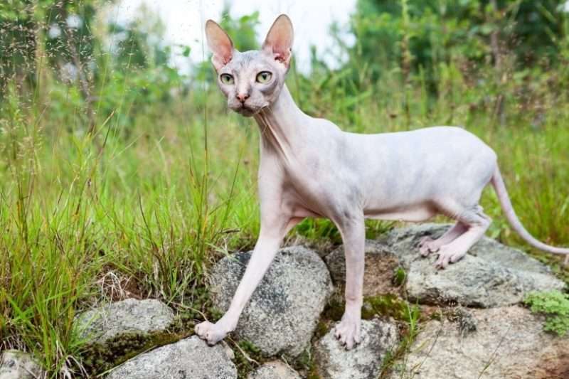 How Long Does Sphynx Cats Live