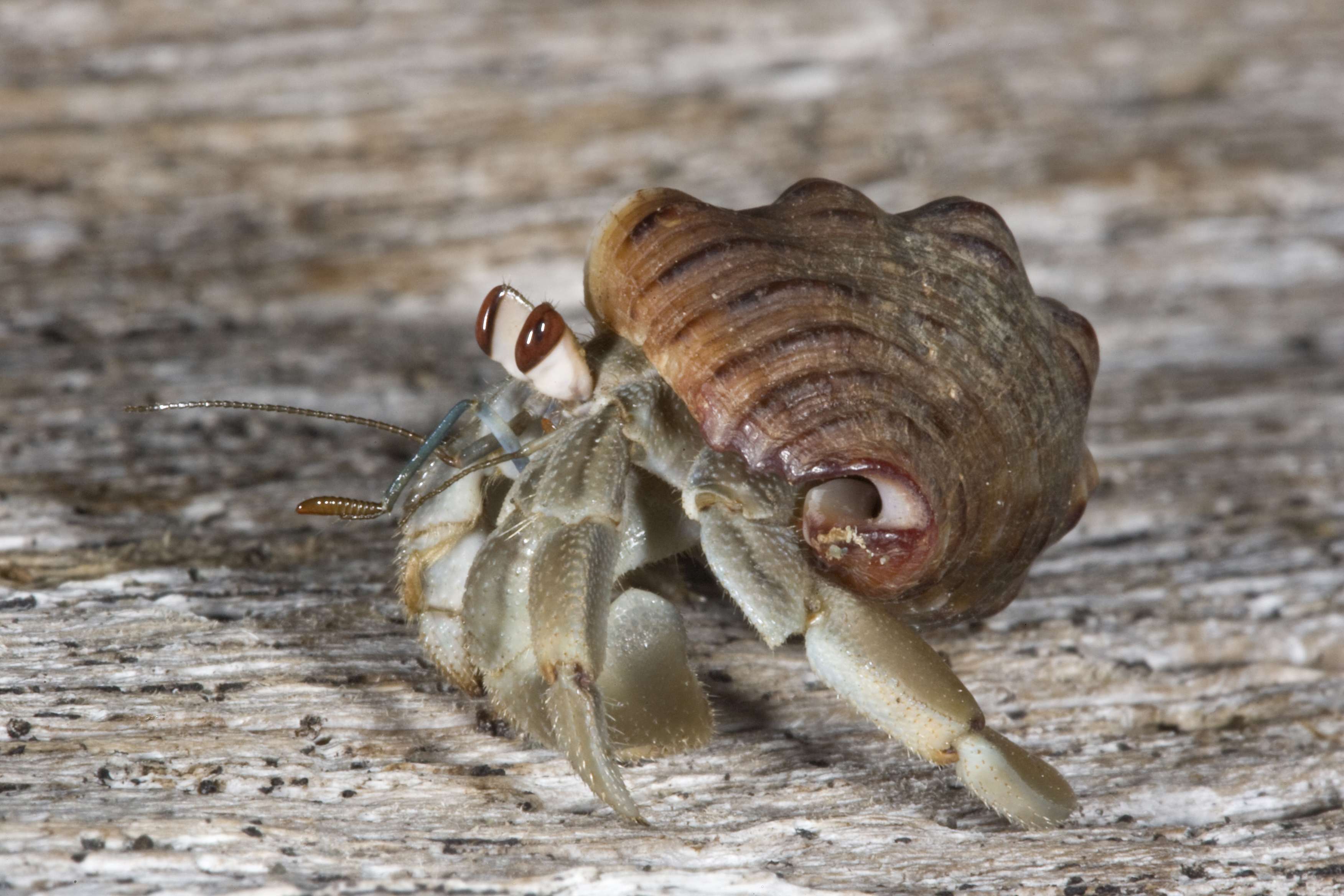 How Smart Are Hermit Crabs
