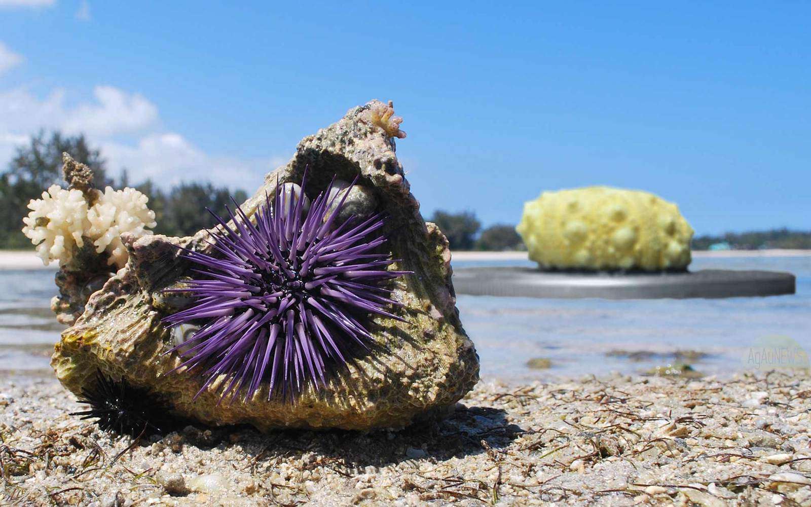 Do Sea Urchins Have Eyes
