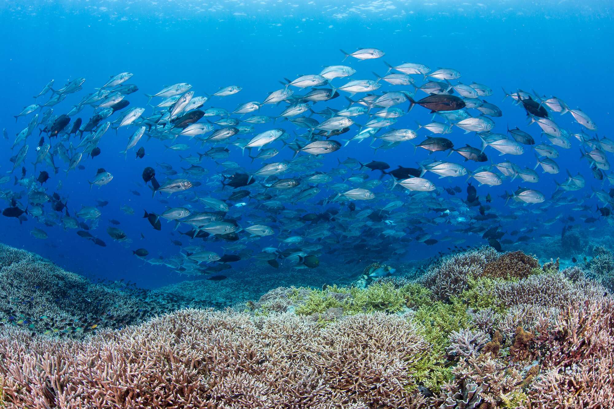 How Will Ocean Acidification Affect Coral Reefs
