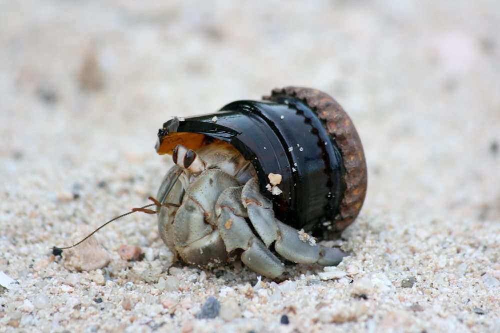 What Temp Do Hermit Crabs Need