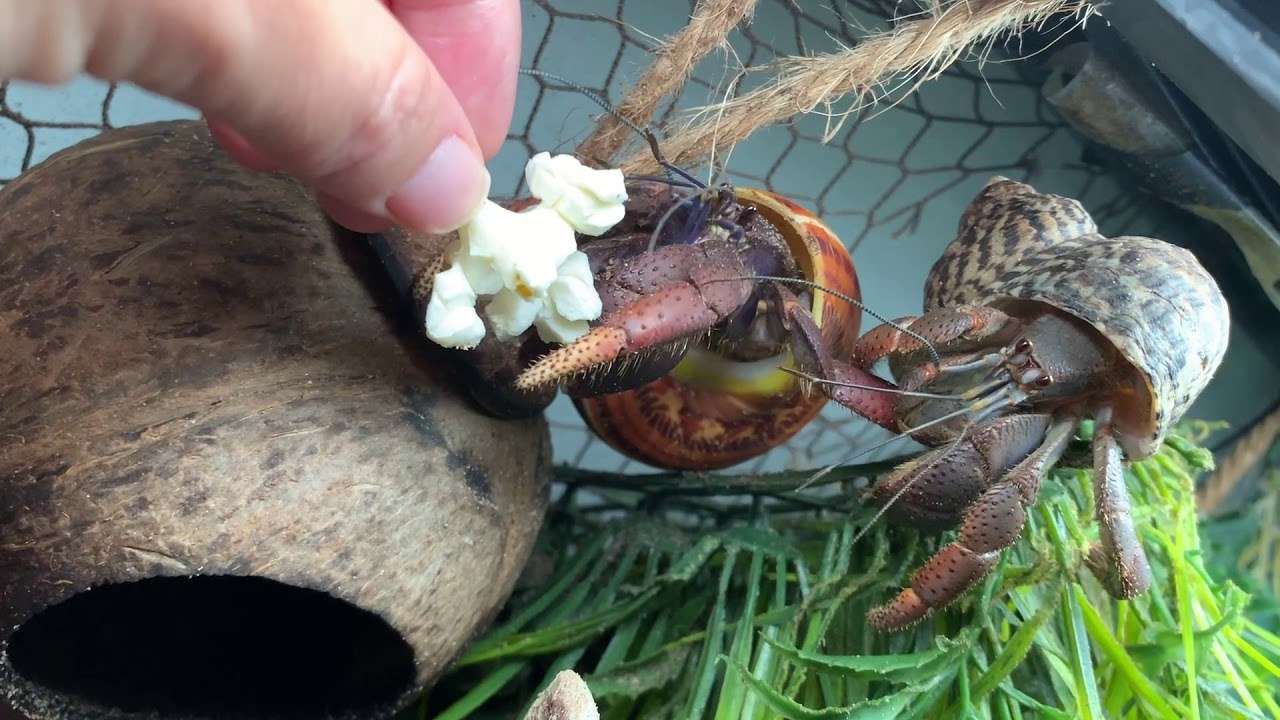 What Do Wild Hermit Crabs Eat
