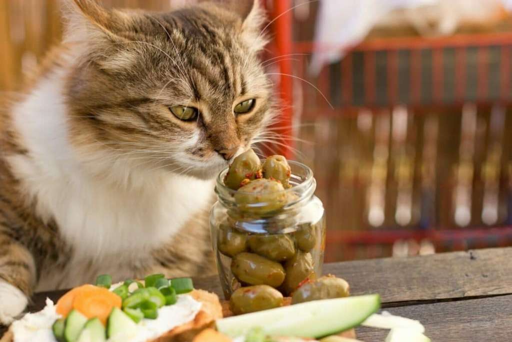 How Long Does It Take Cats To Digest Food 