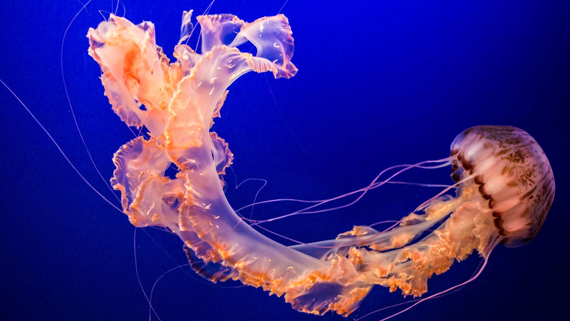 How Are Jellyfish Affected By Oil Spills