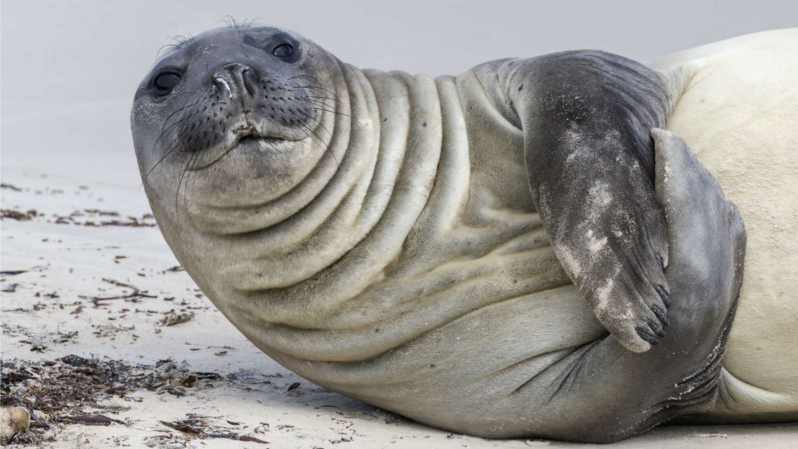 Are Seals Going Extinct