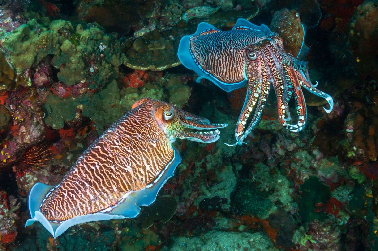How Do Cuttlefish Change Color