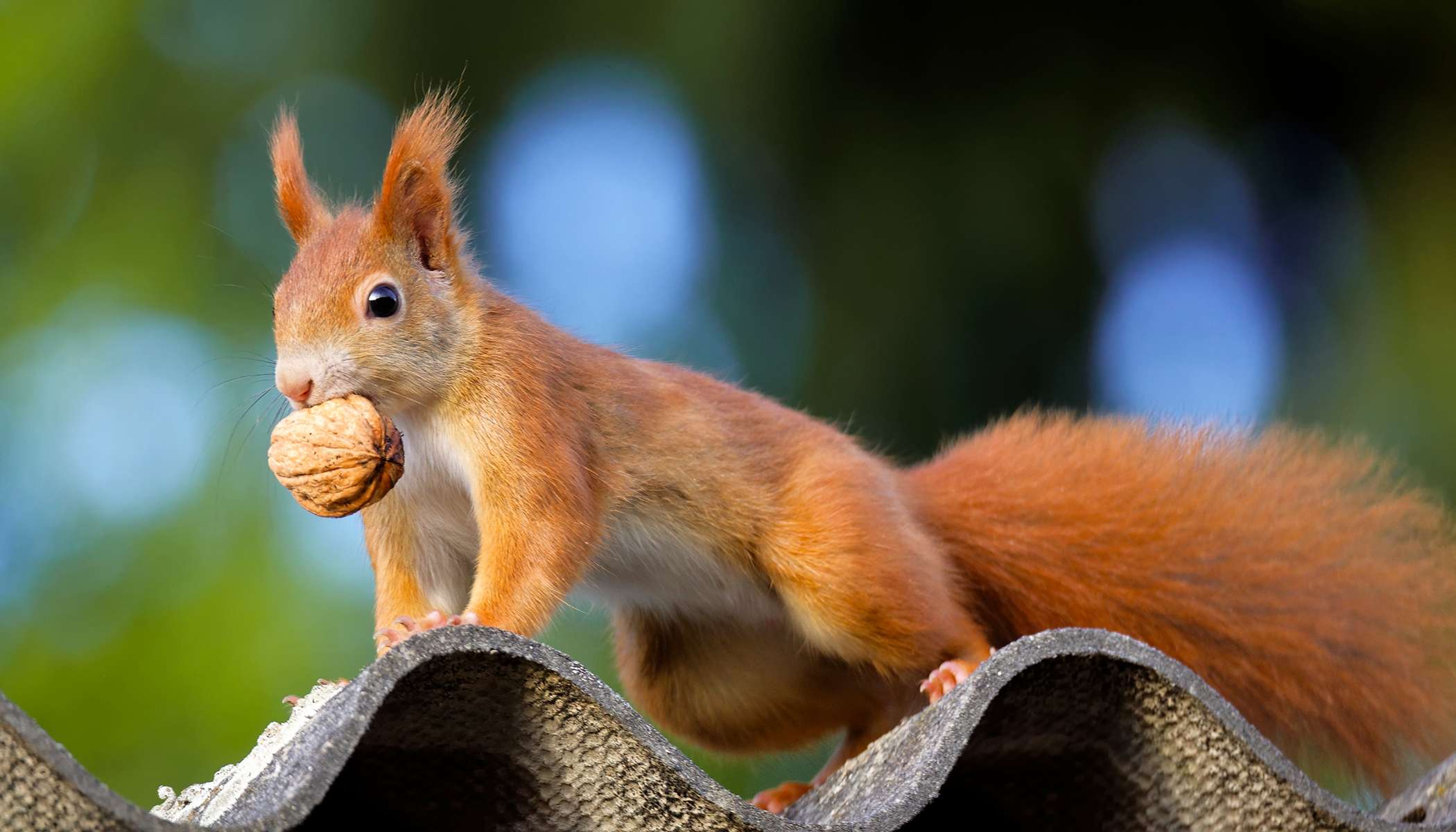 Can Squirrels Eat Walnuts