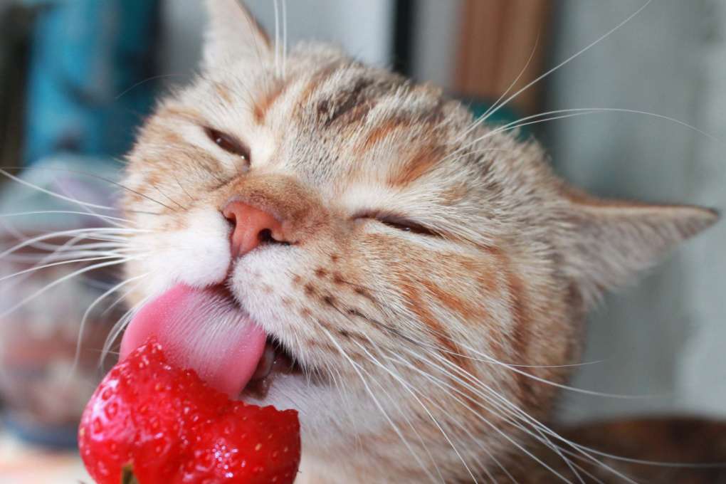 can cats eat strawberries