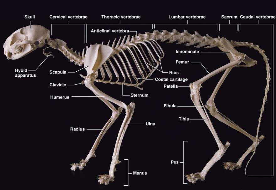 How Many Bones Does A Cat Have 