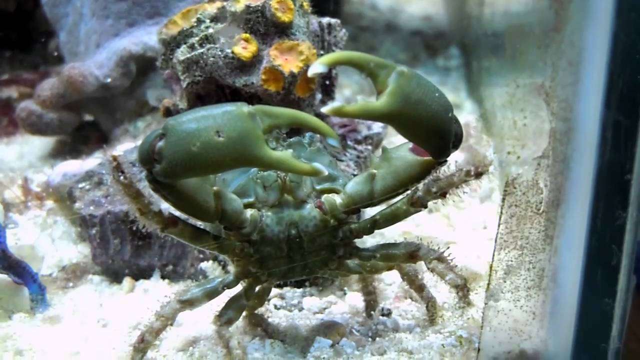 How Big Do Emerald Crabs Get
