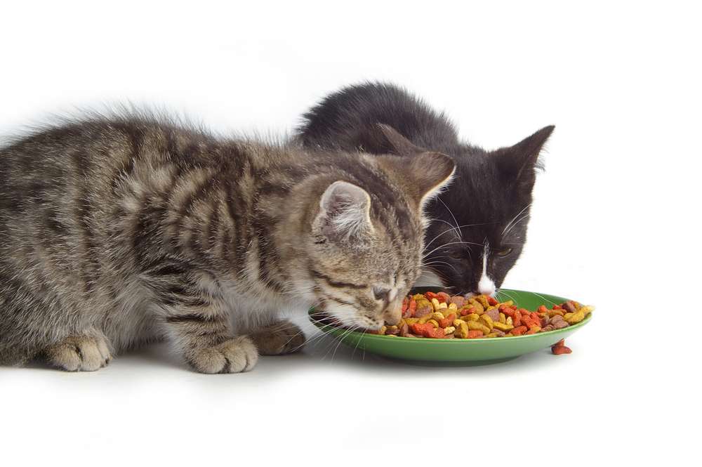 Is Wet Or Dry Food Better For Cats